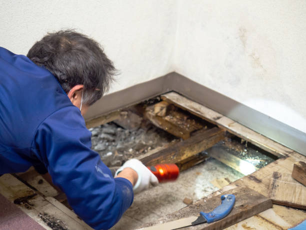 Best Residential Mold Removal  in Clearwater, SC