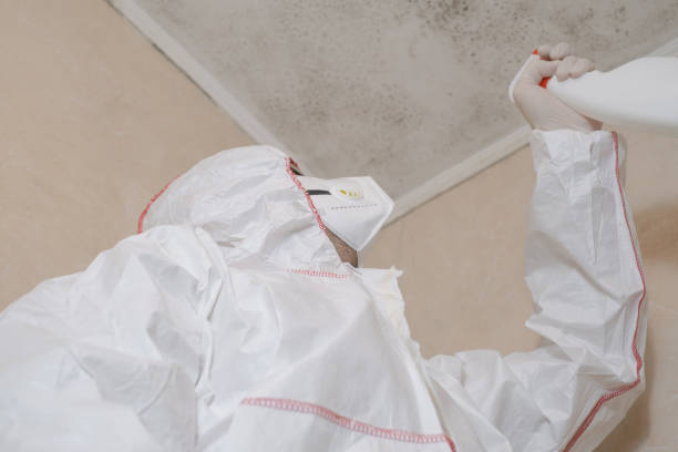 Best Mold Removal Specialists  in Clearwater, SC