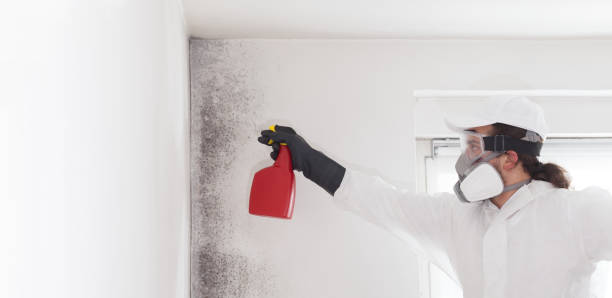 Best Commercial Mold Removal  in Clearwater, SC