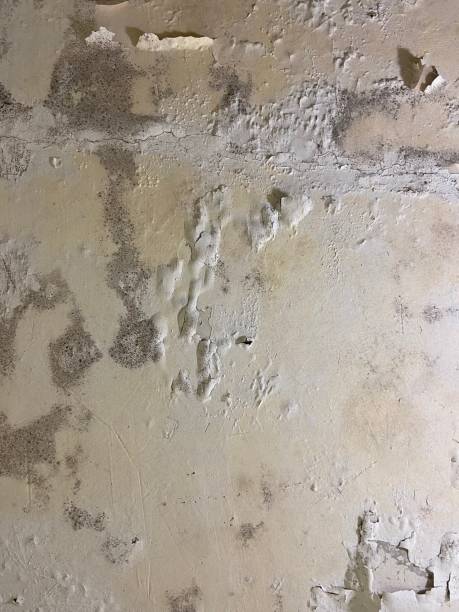 Best Toxic Mold Removal  in Clearwater, SC