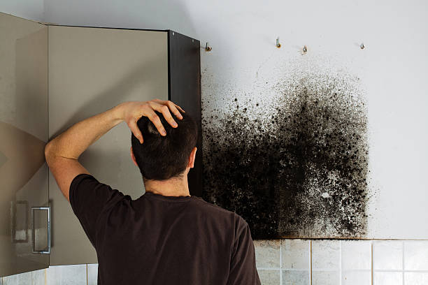 Best Affordable Mold Removal  in Clearwater, SC