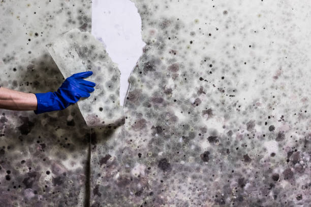Best Office Mold Removal Services  in Clearwater, SC
