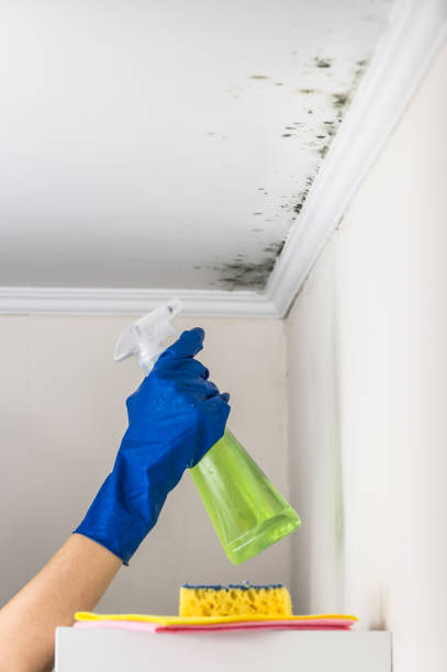 Best Mold Damage Repair  in Clearwater, SC