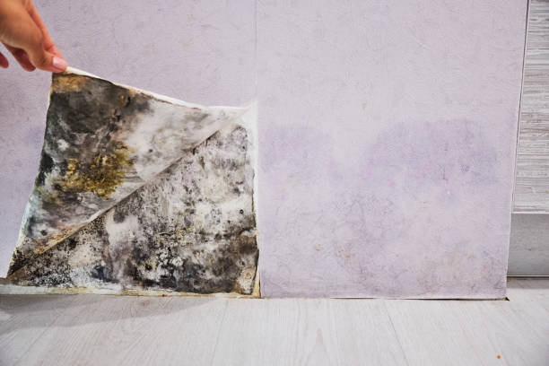 Professional Mold Removal in Clearwater, SC